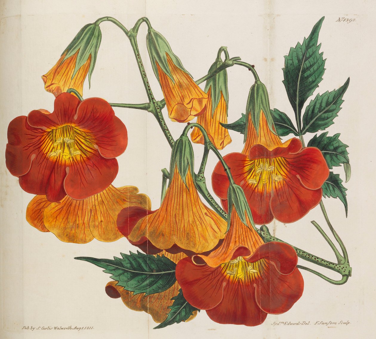 वानस्पतिक पत्रिका, 1787-1833। द्वारा विलियम कर्टिस