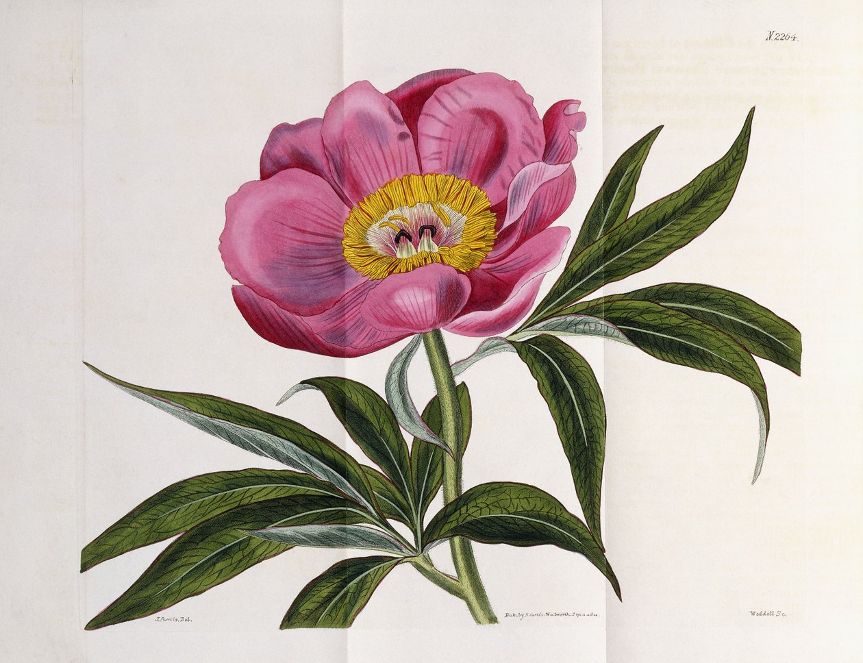 चित्रण, संख्या 2264, "द बॉटनिकल पत्रिका", 1787-1826 से द्वारा विलियम कर्टिस