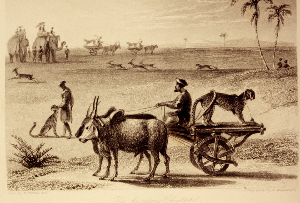 शिकार चीता द्वारा विलियम डेनियल