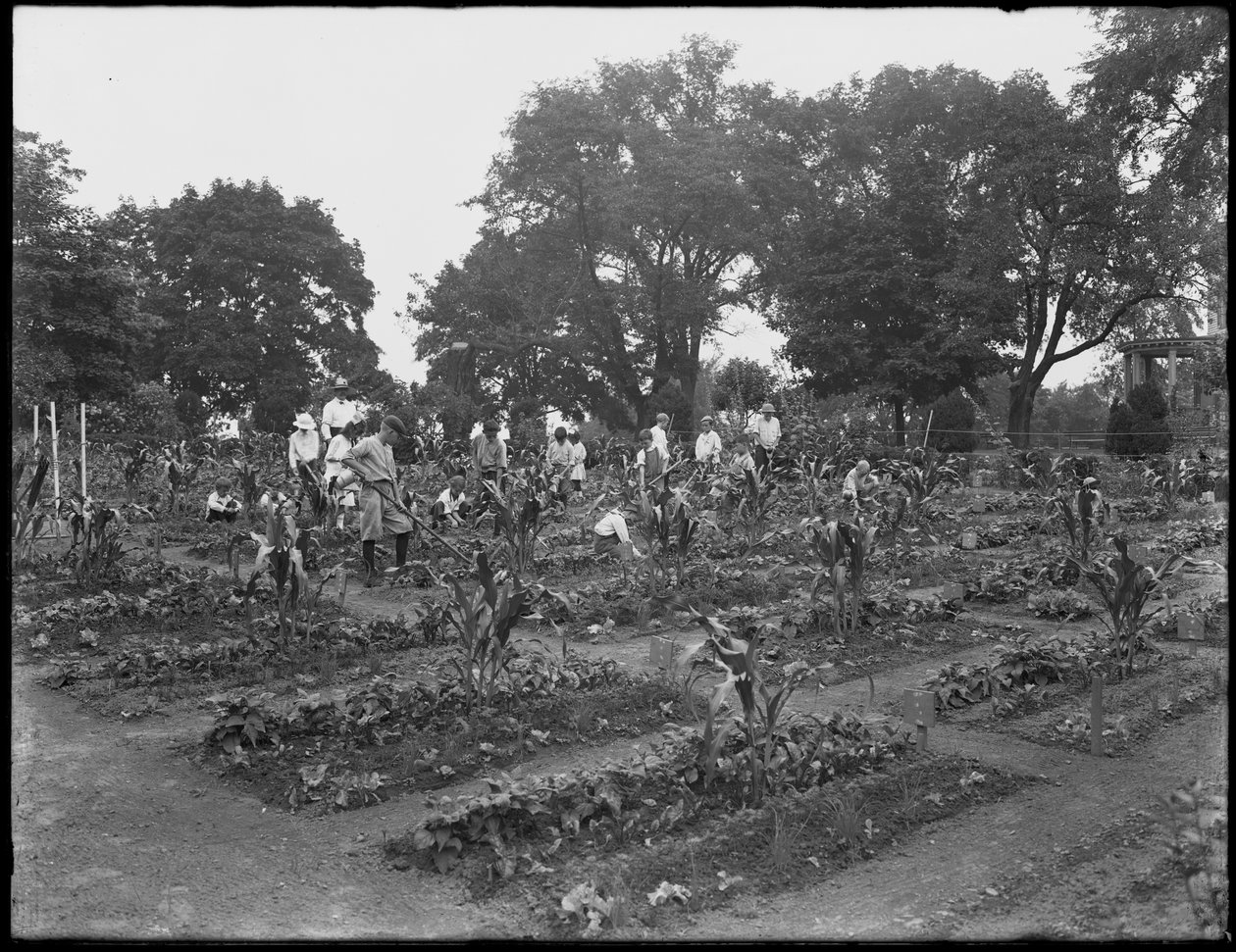 5 अगस्त, 1914 को न्यूयॉर्क सिटी के ईशम पार्क में स्कूल के बगीचे में काम करते बच्चे द्वारा विलियम डेविस हसलर