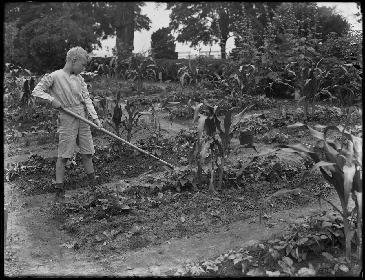 विलियम ग्रे हस्लर 5 अगस्त 1914 को न्यूयॉर्क सिटी के ईशम पार्क में स्कूल के बगीचे में काम करते थे द्वारा विलियम डेविस हसलर