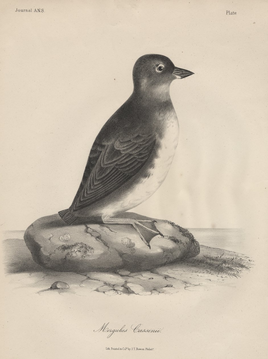 Megalus Cassinii, JT बोवेन द्वारा लिथो, 1850 द्वारा विलियम ई। हिचकॉक