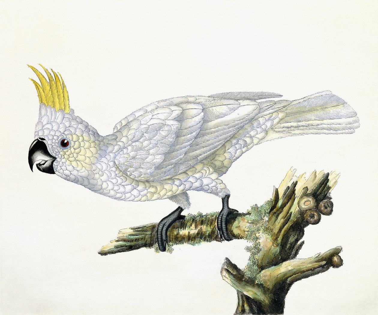 Cocatoo, 1779 द्वारा विलियम हेस