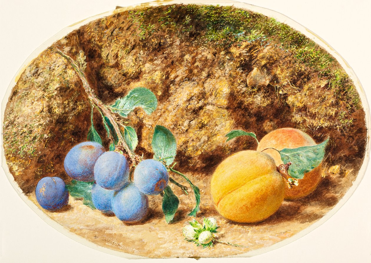 बैंगनी प्लम, खुबानी और वुडनट्स, c.1860 द्वारा विलियम हेनरी हंट