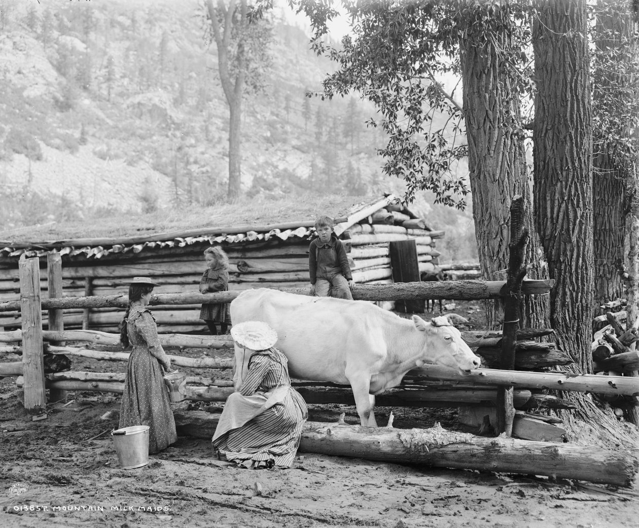 कोलोराडो में माउंटेन मिल्क मेड, c.1900 (b/w फोटो) द्वारा विलियम हेनरी जैक्सन