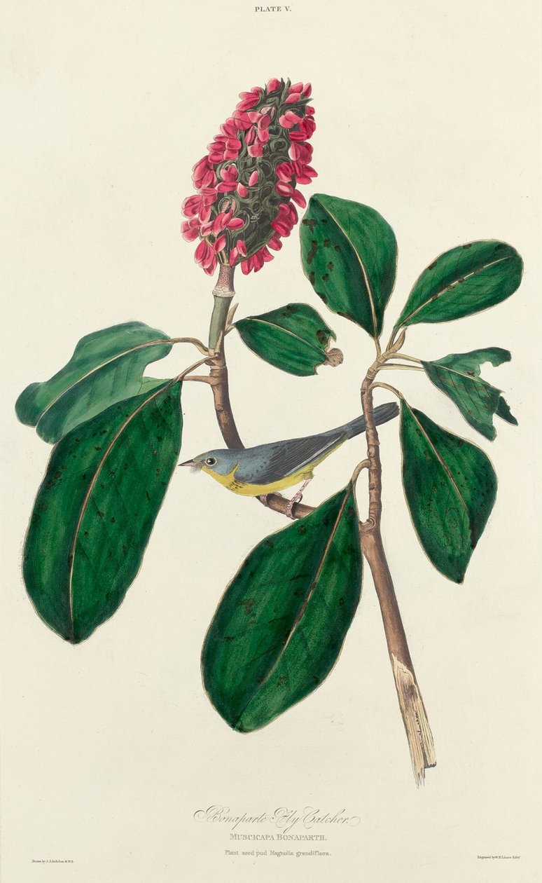 बोनापार्ट फ्लाई कैचर, 1827। द्वारा विलियम होम लिज़र