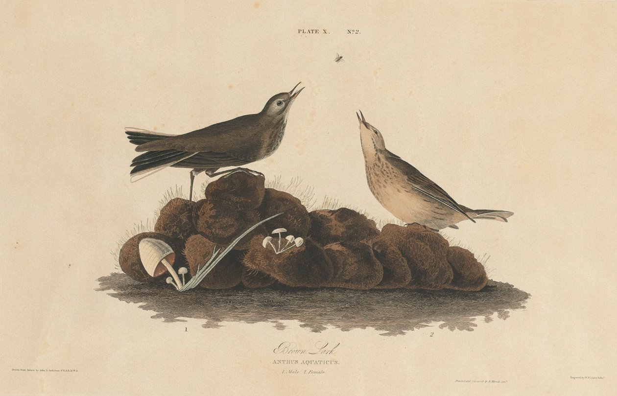ब्राउन लार्क, 18271830। द्वारा विलियम होम लिज़र