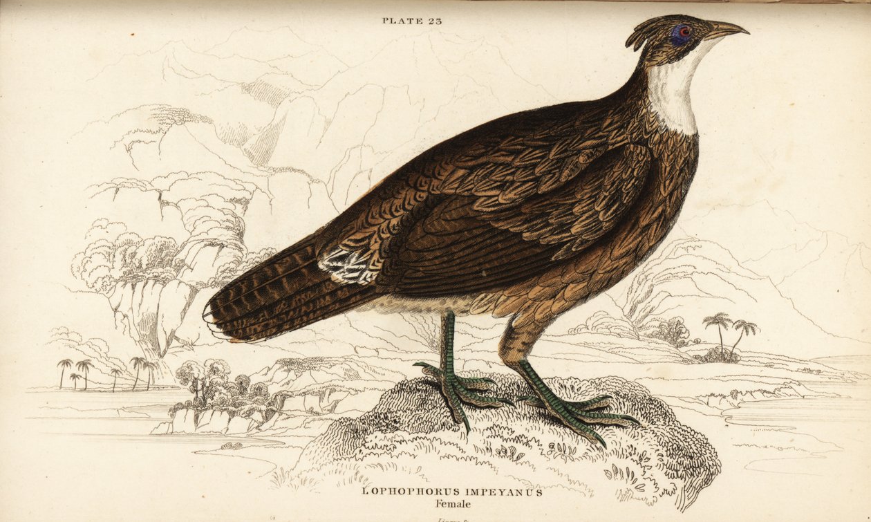 Himalayan monal, female, Lophophorus impejanus (Impeyan lophophorus, Lophophorus impeyanus) द्वारा विलियम होम लिज़र