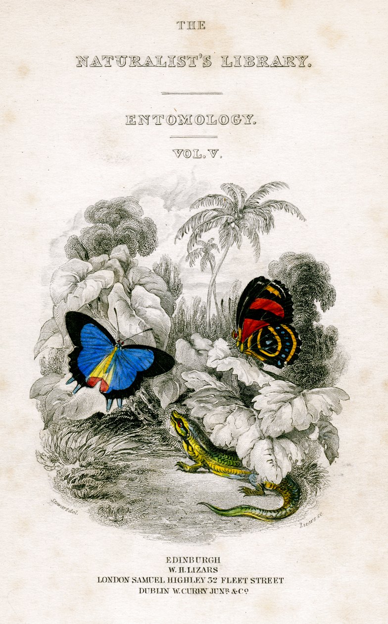 द नैचुरिस्ट्स लाइब्रेरी, एंटोमोलॉजी, वॉल्यूम V, तितलियों, c1833-1865। द्वारा विलियम होम लिज़र