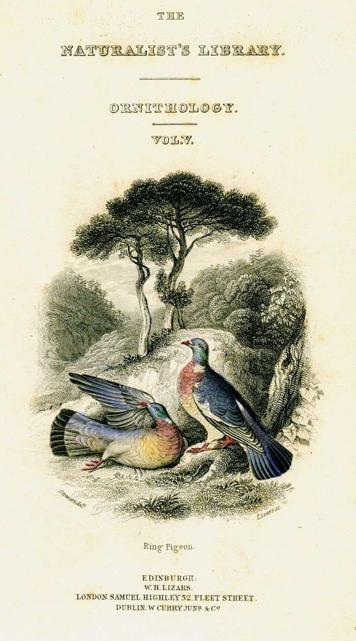 द नैचुरिस्ट्स लाइब्रेरी, ऑर्निथोलॉजी वॉल्यूम V, रिंग पिजन, c1833-1865। द्वारा विलियम होम लिज़र