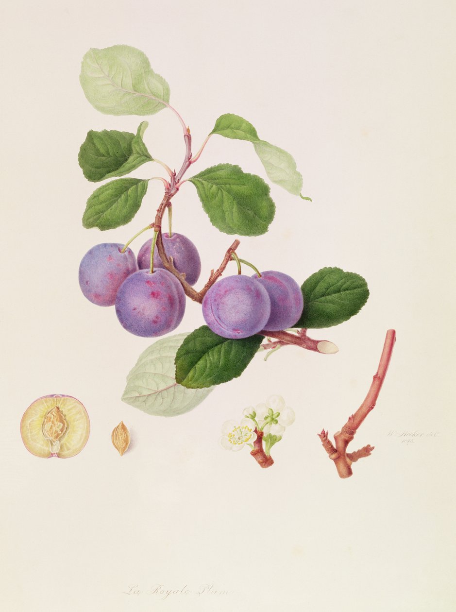 द रॉयल प्लम, 1815 द्वारा विलियम हूकर