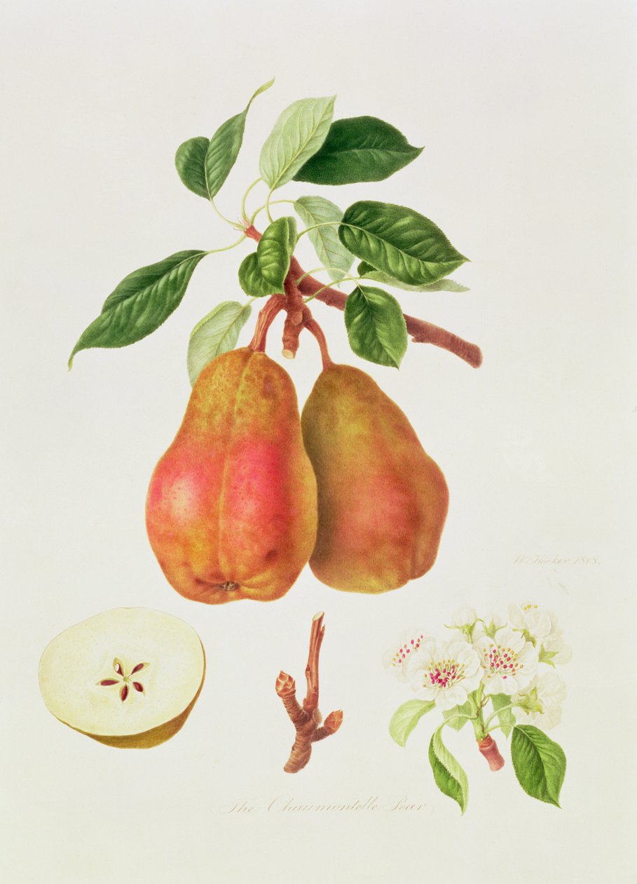 चौमोंटेल पीयर, 1818 द्वारा विलियम हूकर