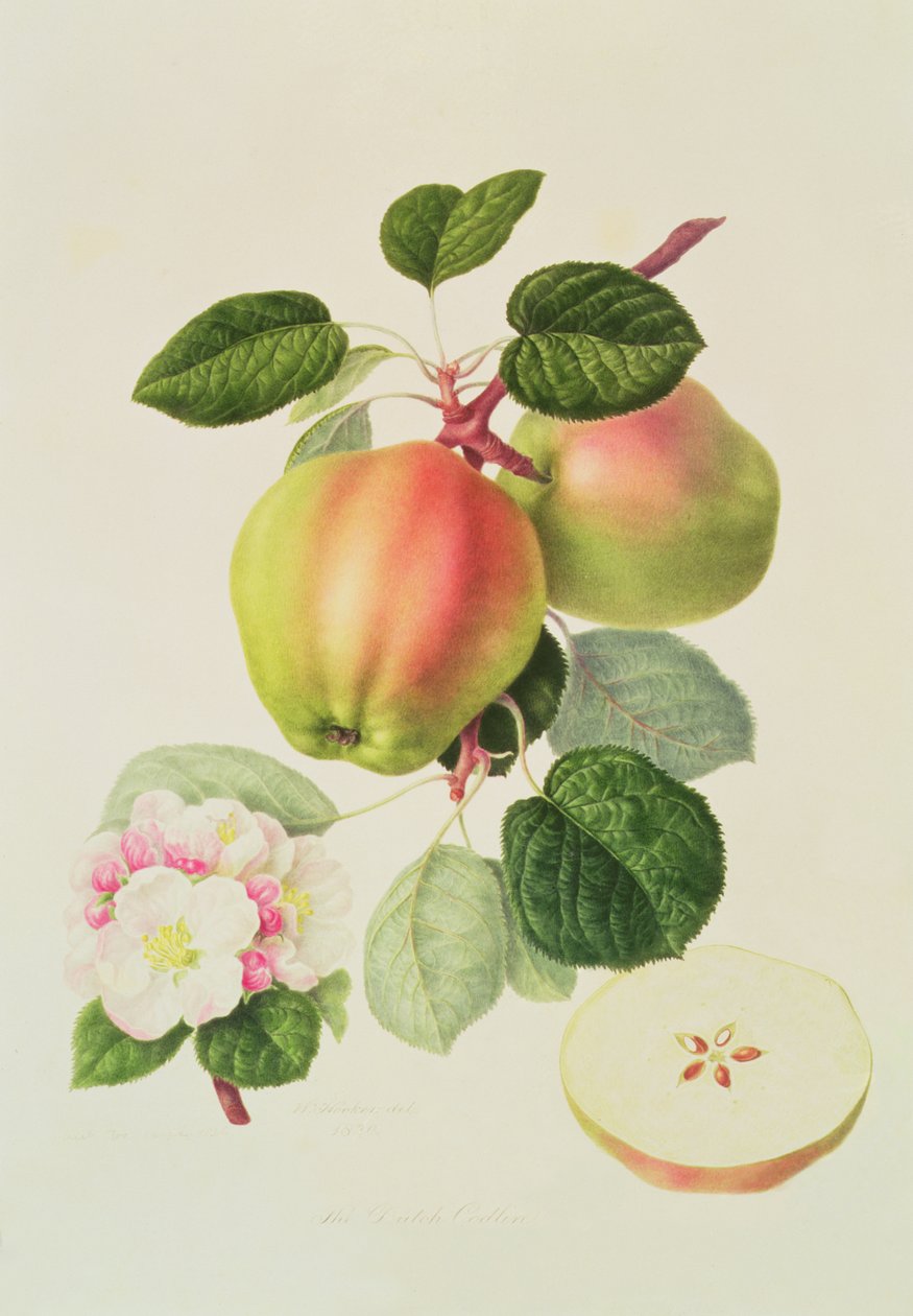 डच कोडलिन, 1820 द्वारा विलियम हूकर