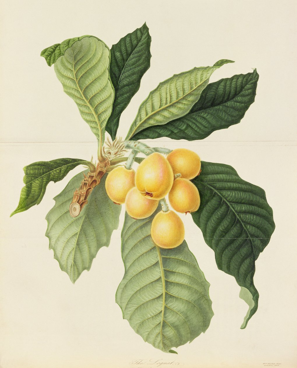 Loquat द्वारा विलियम हूकर