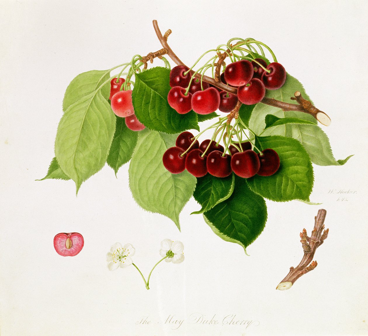 मई ड्यूक चेरी, 1815 द्वारा विलियम हूकर