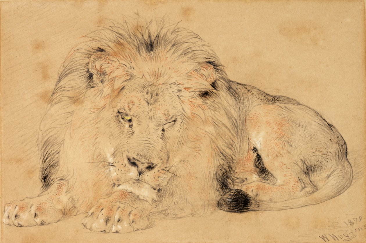 एक शेर का अध्ययन, 1879 (कागज पर चाक) द्वारा विलियम हगिंस