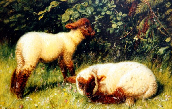 भेड़, c.1860 (बोर्ड पर तेल) द्वारा विलियम जे। वेबे या वेबब