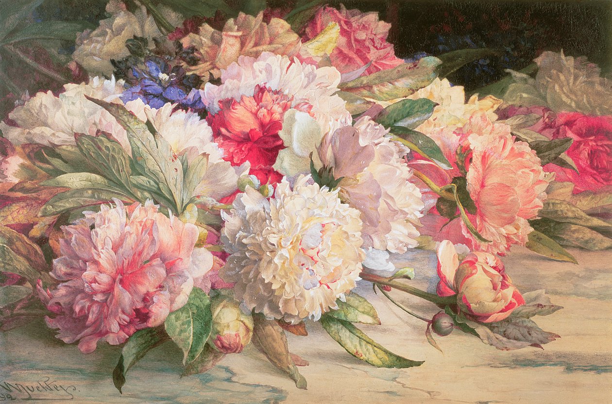 Peonies, 1892 (पेंसिल, wc, कागज पर सफेद und गम अरबी के साथ बढ़) द्वारा विलियम जाबेज मुक्ले