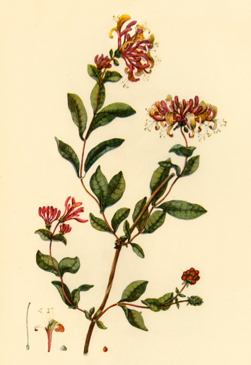 हनीसकल, 1777, 1944। द्वारा विलियम किलबर्न