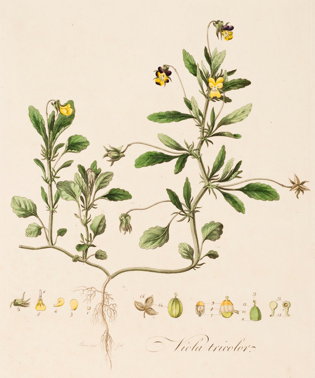 वियोला तिरंगा, जंगली पैंसी, c1770-1790। द्वारा विलियम किलबर्न