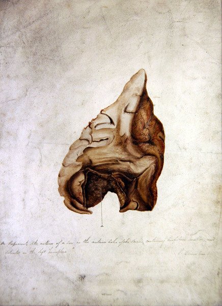 मस्तिष्क I का अध्ययन, c.1850 (कागज पर जल रंग) द्वारा विलियम प्रेमी