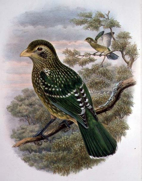 Ailuroedus Crassirostris, ग्रीन कैटबर्ड (रंग लिथो) द्वारा विलियम मैथ्यू हार्ट