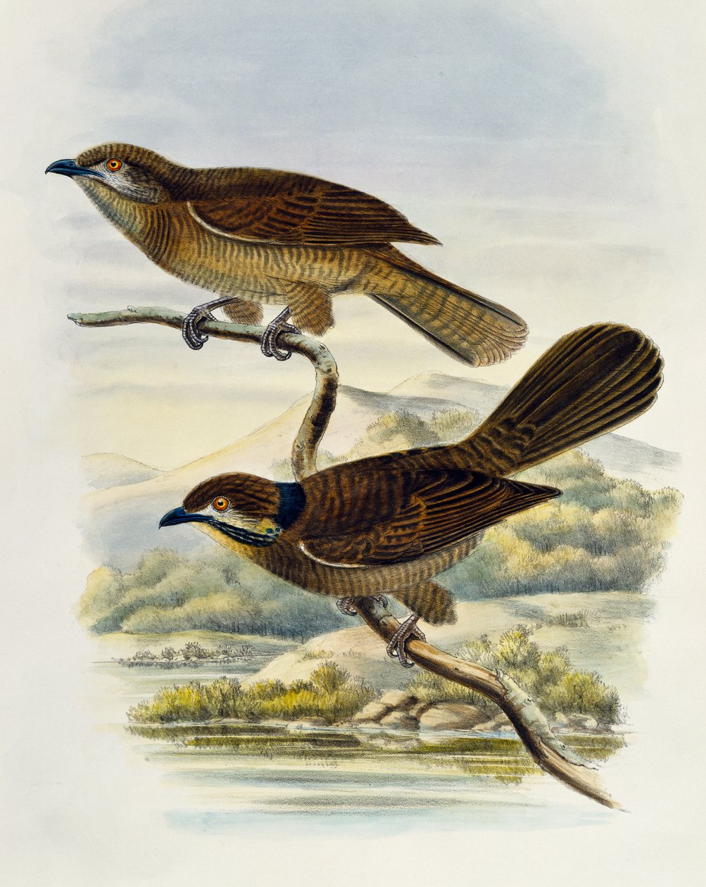 बौना कोयल (माइक्रोडायनेमिस पर्व), विलियम मैथ्यू हार्ट (1830-1908), यूनाइटेड किंगडम द्वारा उत्कीर्ण द्वारा विलियम मैथ्यू हार्ट