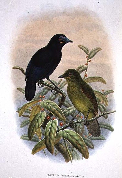 लोरिया लोरिया, लोरिया का स्वर्ग का पक्षी (रंग लिथो) द्वारा विलियम मैथ्यू हार्ट