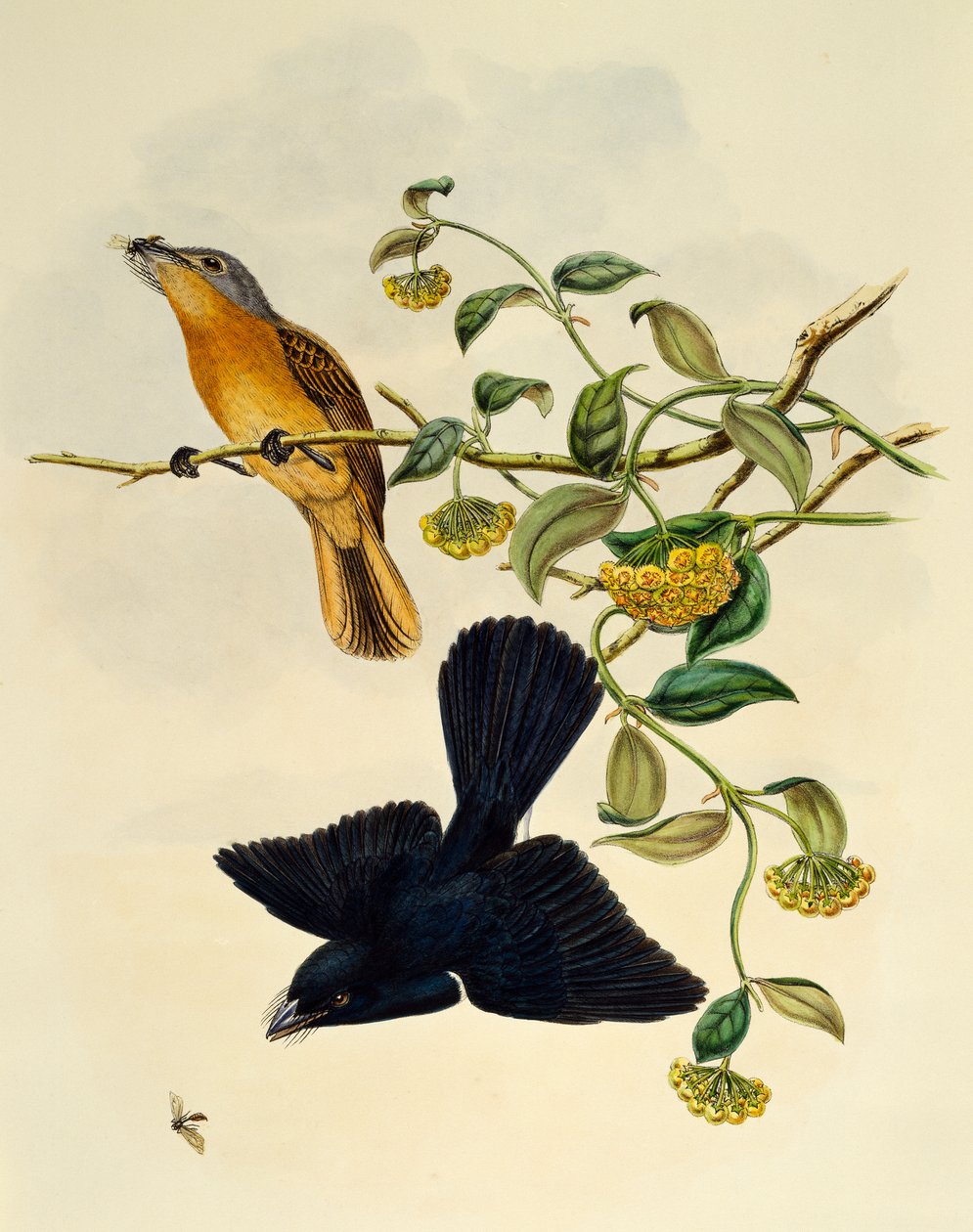 विलियम मैथ्यू हार्ट (1830-1908), यूनाइटेड किंगडम द्वारा उकेरा गया गेरू के सिर वाला फ्लाईकैचर (मायाग्रा सर्विनिकाउडा) द्वारा विलियम मैथ्यू हार्ट