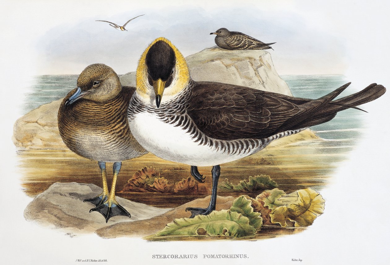 Pomarine Jaeger (Stercorarius pomarinus), बर्ड्स ऑफ़ ग्रेट ब्रिटेन से लिथोग्राफ द्वारा विलियम मैथ्यू हार्ट