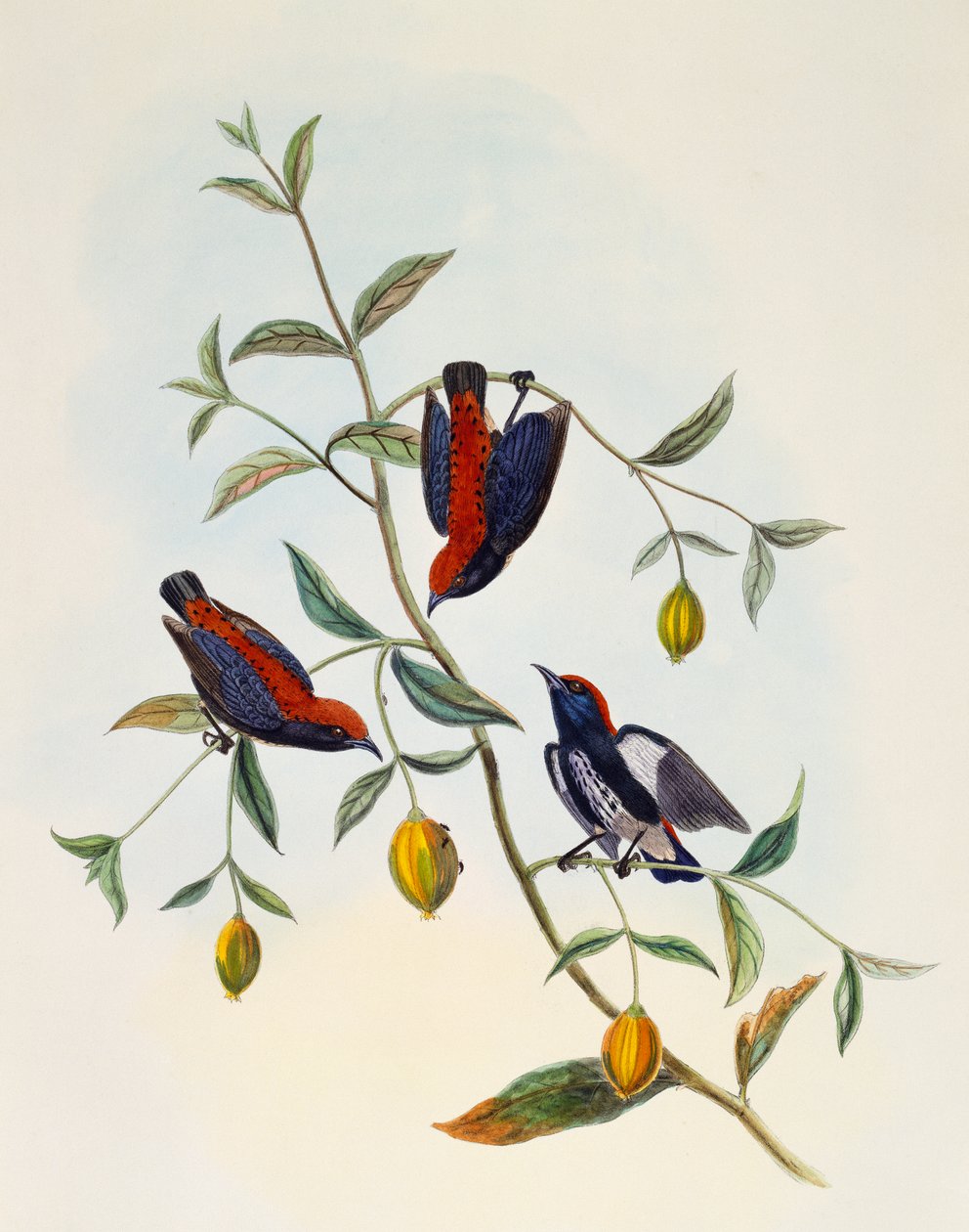 विलियम मैथ्यू हार्ट (1830-1908), यूनाइटेड किंगडम द्वारा उत्कीर्ण स्कारलेट-समर्थित फ्लावरपेकर (डाइकेम क्रुएंटेटम) द्वारा विलियम मैथ्यू हार्ट