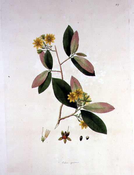 Ochna squarrosa, 'कोरोमंडल तट के पौधे' से चित्रण द्वारा विलियम रोक्सबर्ग