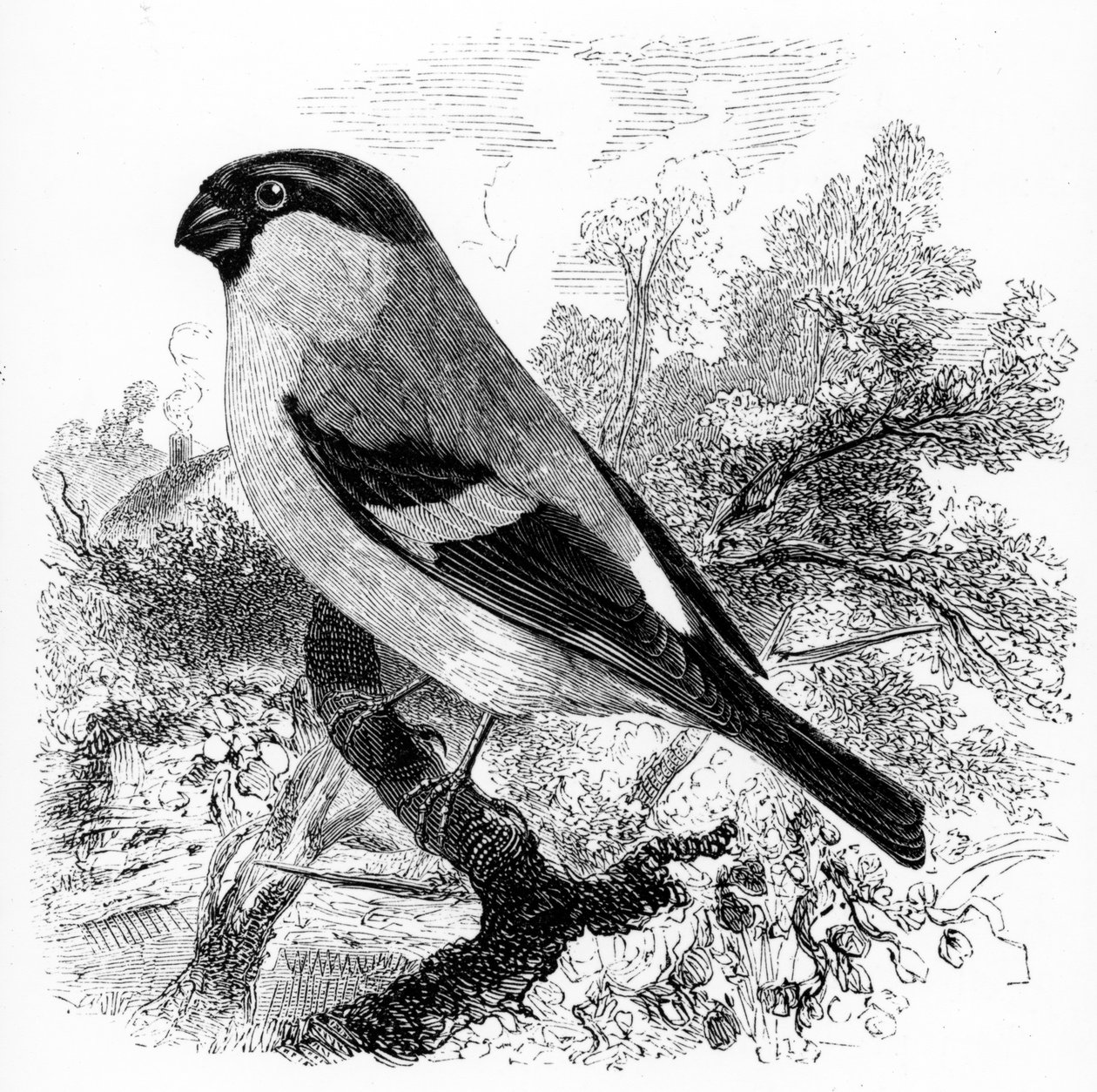 विलियम यारेल द्वारा &39;ए हिस्ट्री ऑफ ब्रिटिश बर्ड्स&39; का चित्रण द बुलफिंच पहले 1843 में प्रकाशित हुआ द्वारा विलियम यारेल