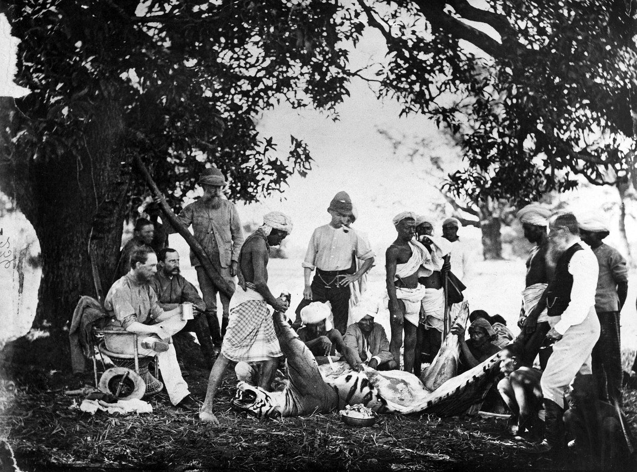 टाइगर स्किनिंग, c.1870s द्वारा Willoughके द्वारा वालेस हूपर