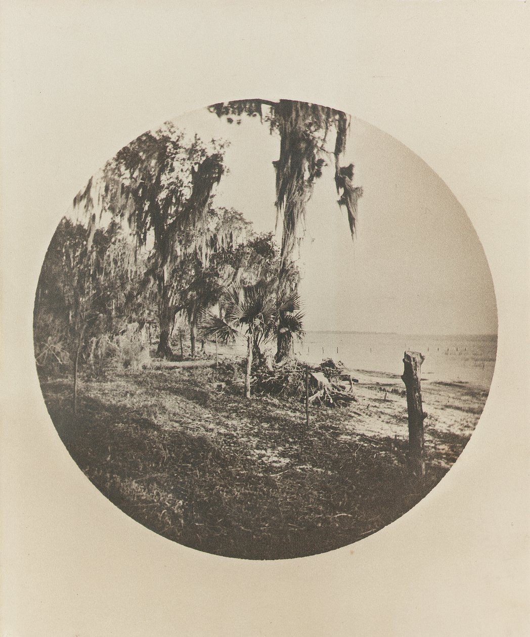 ताड़ का पेड़ और बीच का दृश्य, फ्लोरिडा तट, c.1904 द्वारा विंसलो होमर