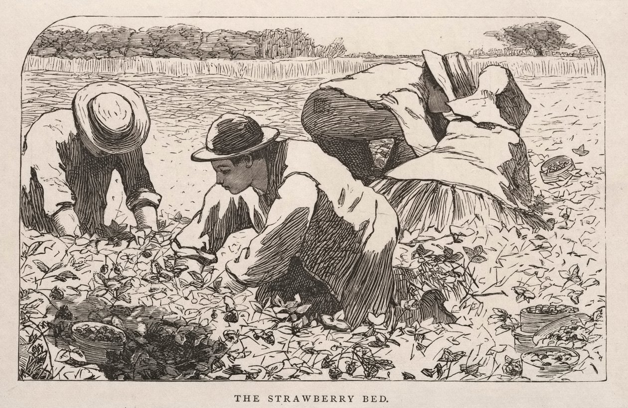 स्ट्रॉबेरी बेड, 1868। द्वारा विंसलो होमर