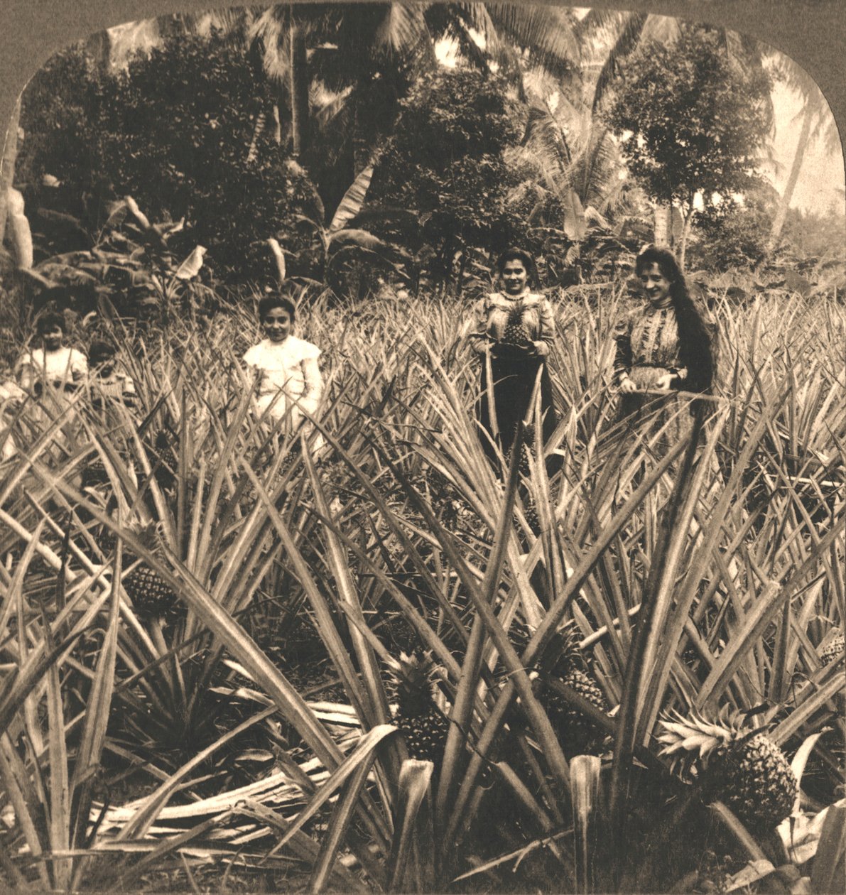 पाइनएप्पल प्लांटेशन, मायागज़, पोर्टो रिको, 1899। द्वारा वर्क्स एंड सन स्कल्पचर स्टूडियो