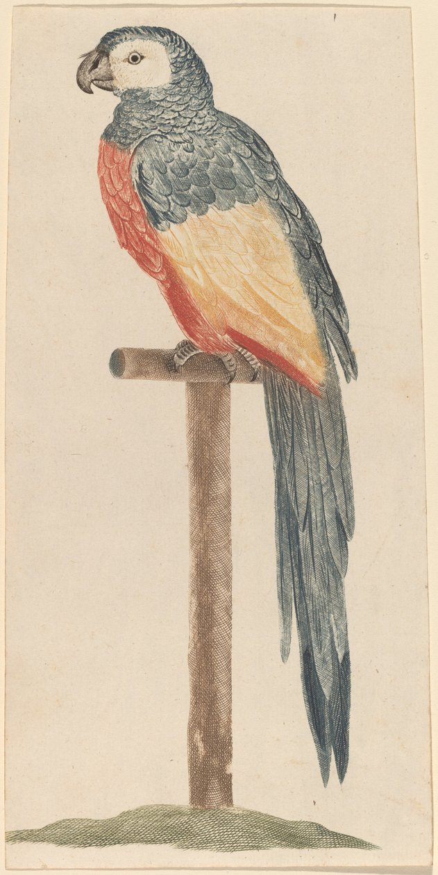 तोता, 1680s1690s। द्वारा जोहान टेलर की कार्यशाला