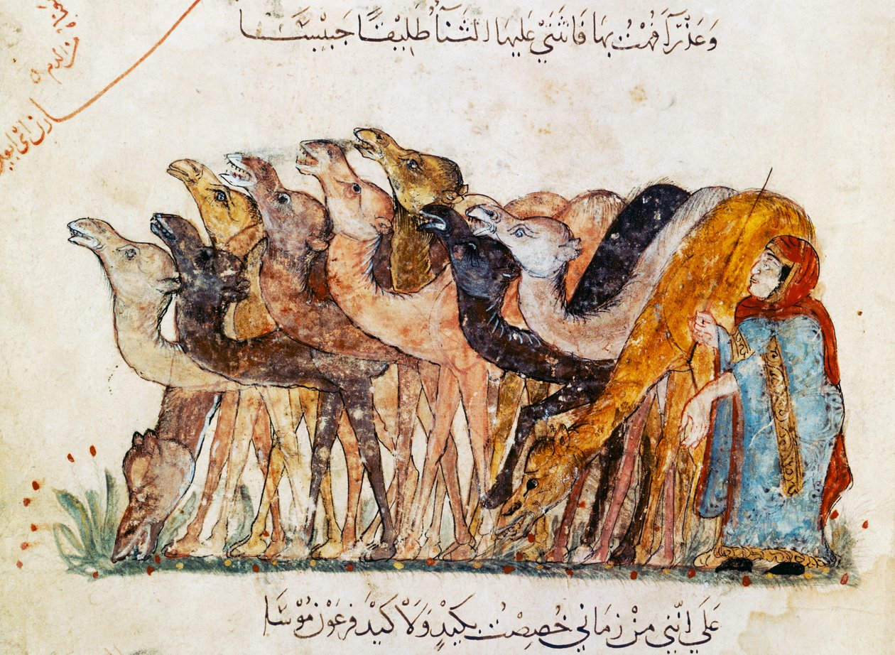 सुश्री अर 5847 f.101, ऊंटों का झुंड, अल हरिरी द्वारा &39;अल मकामत&39; (द मीटिंग), c.1240 (1689970 भी देखें) द्वारा याहया इब्न महमूद अल वासिती