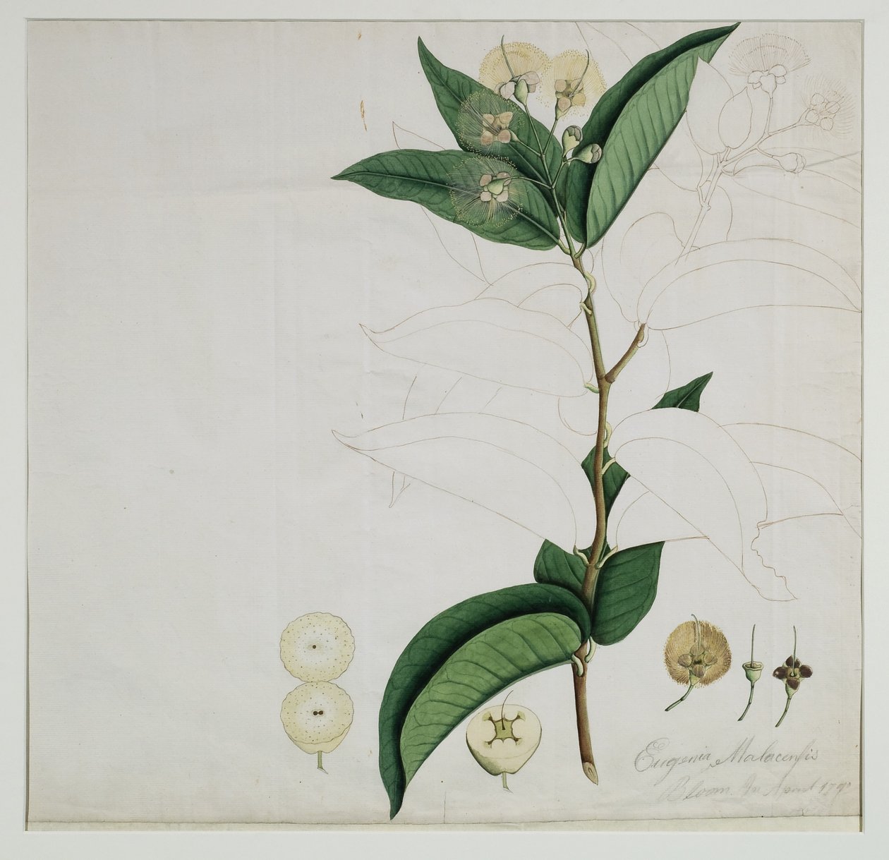 सीज़ियम अकुम (बर्म। एफ।) एलस्टन (पानी गुलाब सेब), 1787 (कागज पर wc) द्वारा ज़ीन अल दीन ज़ैन अल दिन