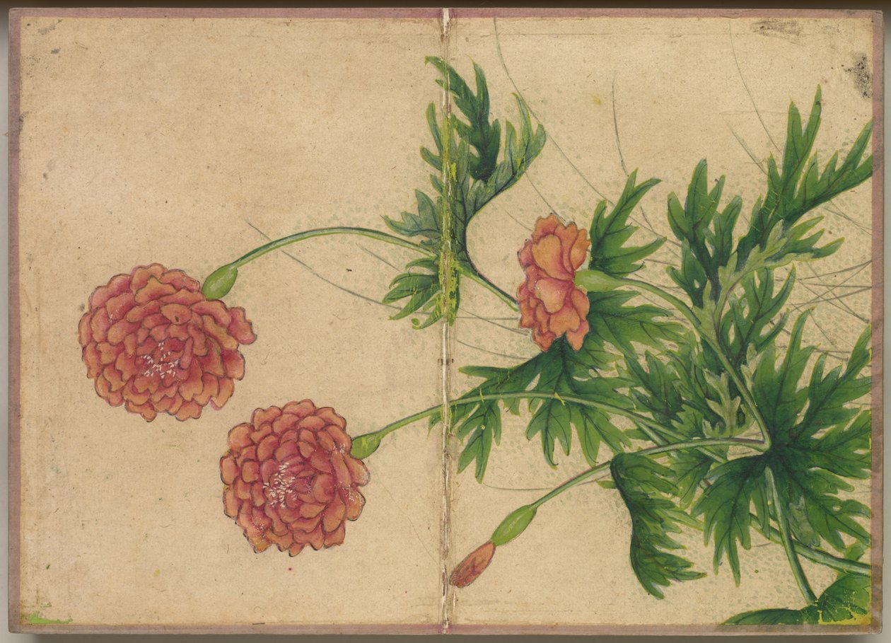 डेस्क एल्बम: फ्लावर एंड बर्ड पेंटिंग Peony, 18 वीं शताब्दी। द्वारा झांग रुई