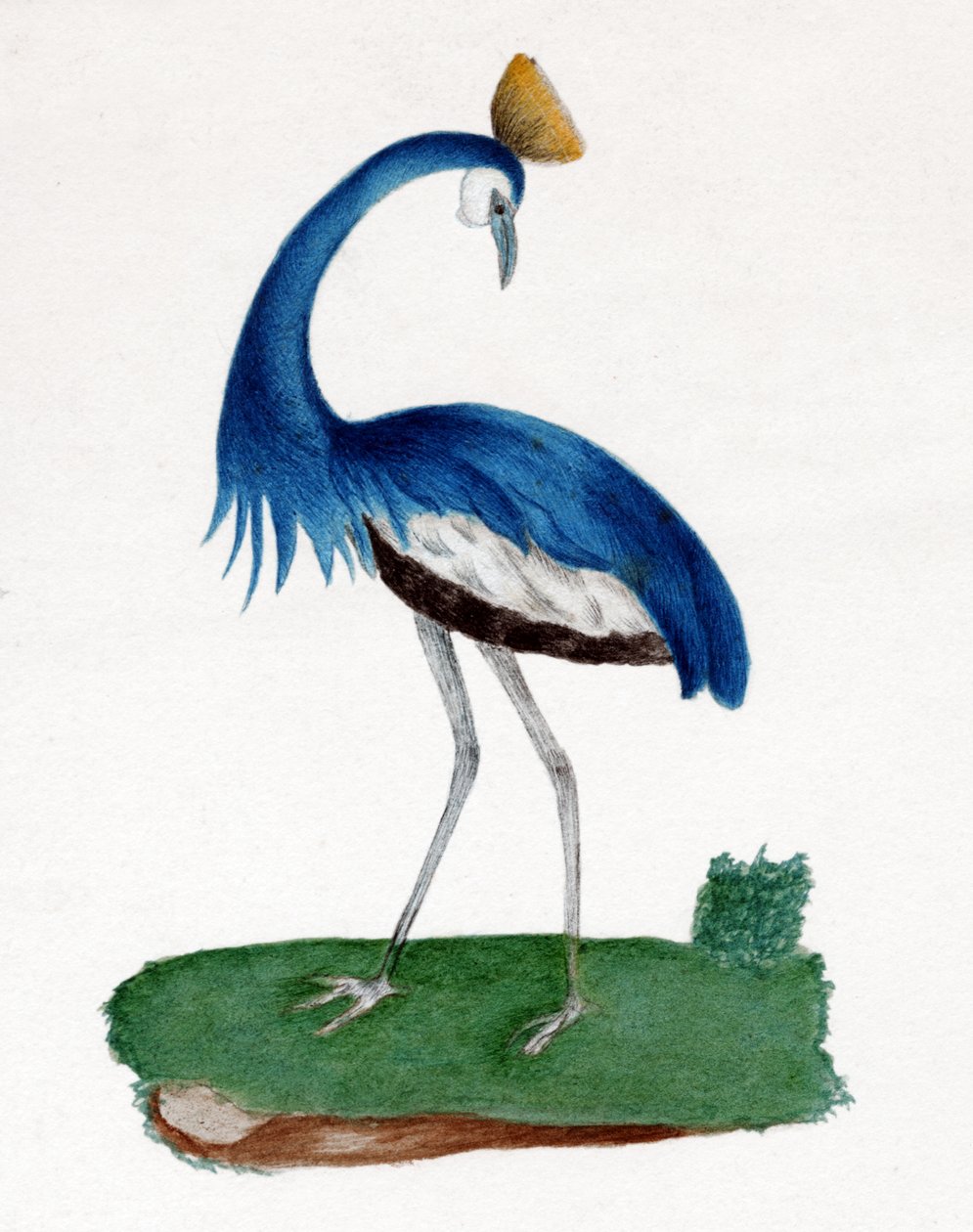 कलगी बगुला द्वारा . .