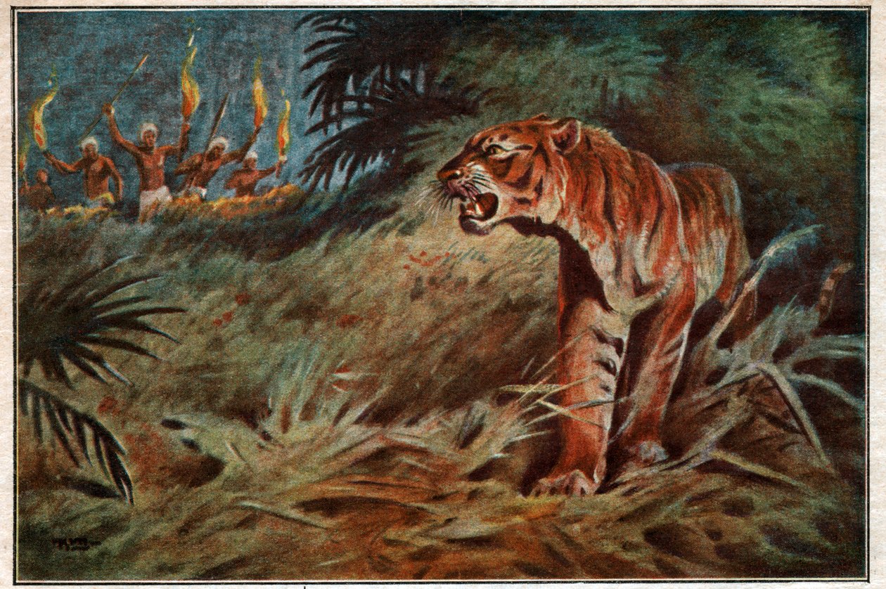 आदमखोर बाघ द्वारा . .