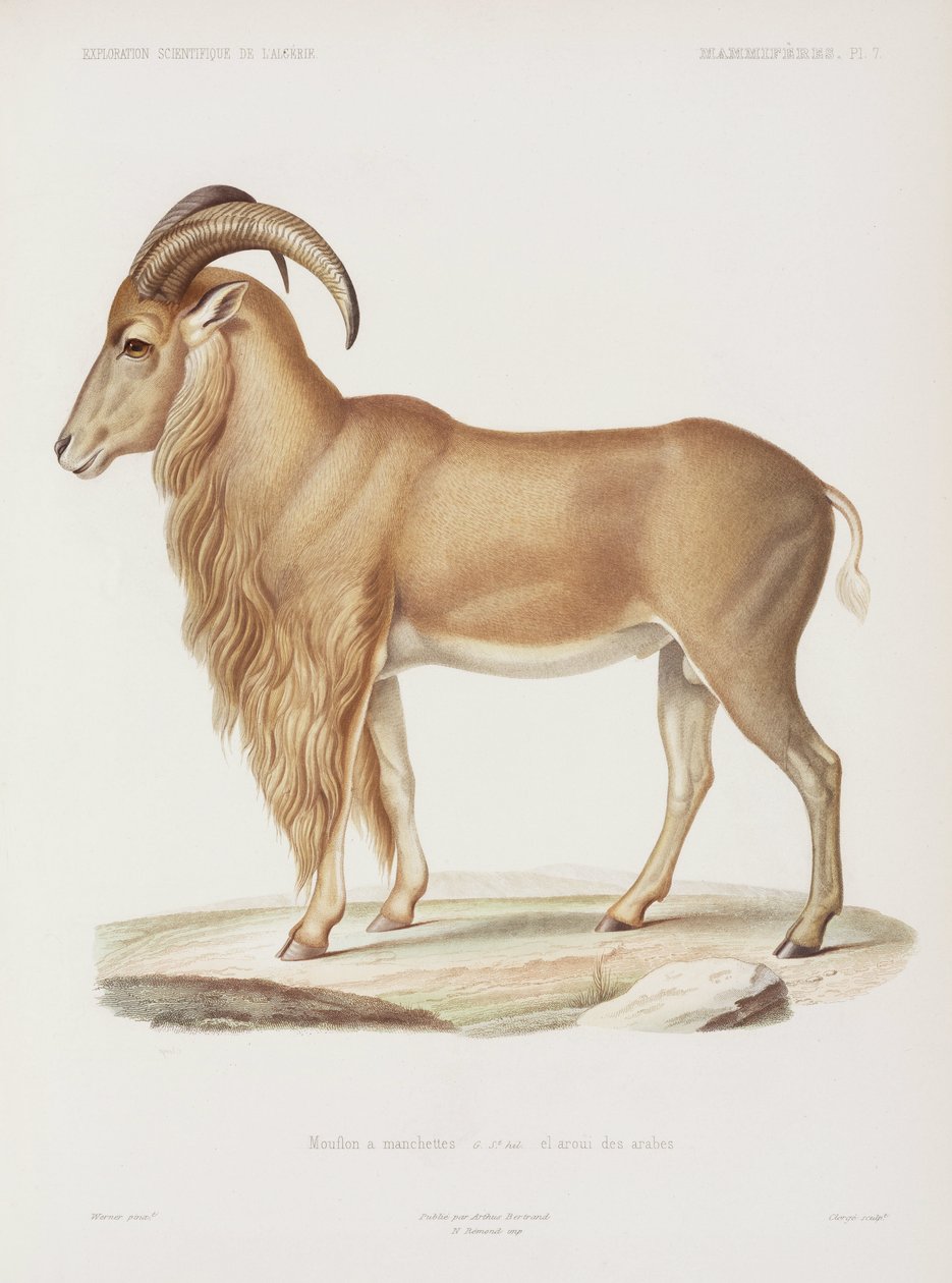 मौफ्लोन, अल्जीरिया द्वारा रिचर्ड (बाद में) डड्डो