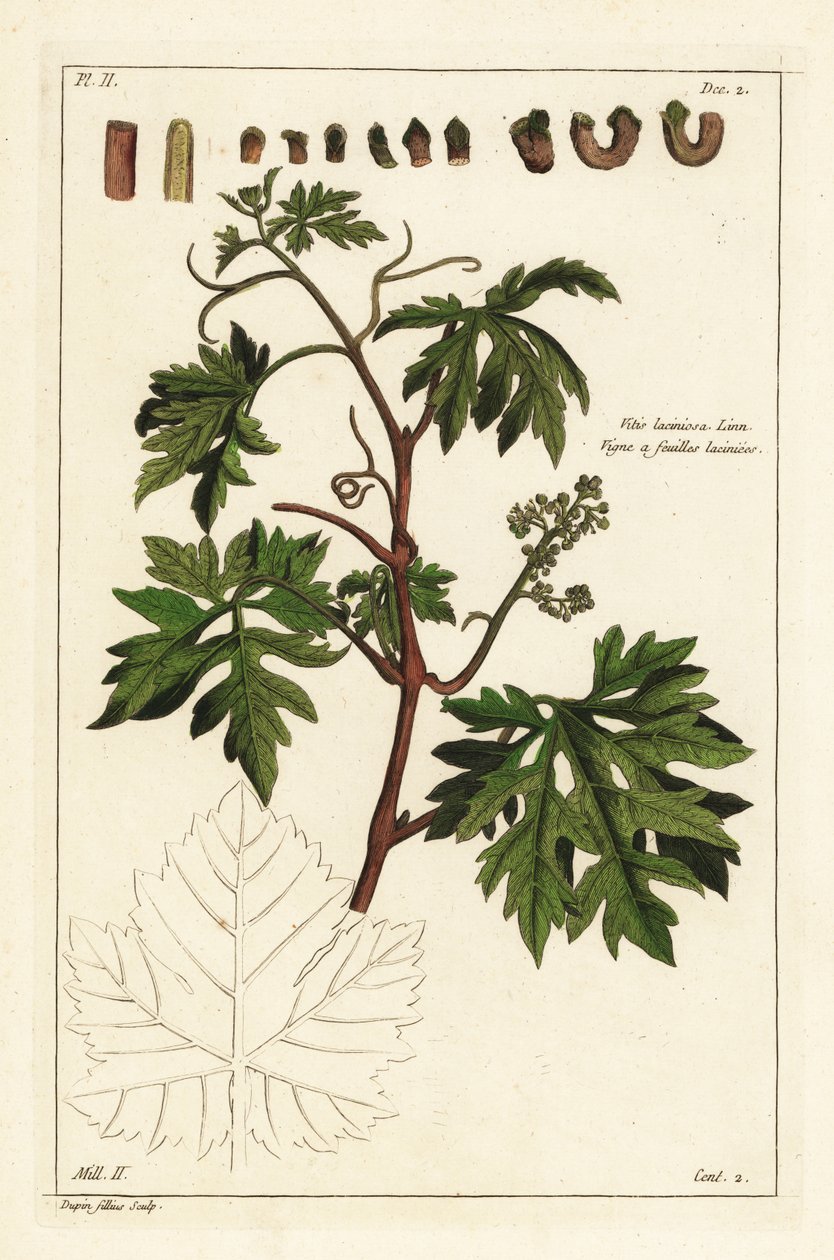 अंगूर की बेल पर पत्तियाँ और नवोदित अंगूर, Vitis vinifera द्वारा छोटी डुपिन