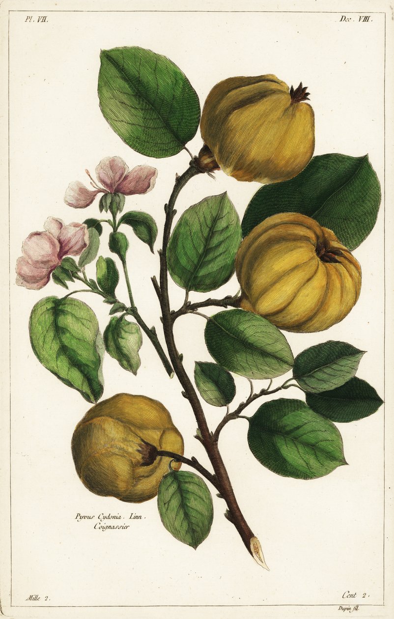 क्विंस का पेड़ और फल, Cydonia oblonga Pyrus cydonia, Linn द्वारा छोटी डुपिन