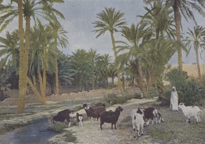 अल्जीरिया में ओएसिस (रंगीन फोटो) द्वारा (बाद में) फ्रांसीसी फोटोग्राफर