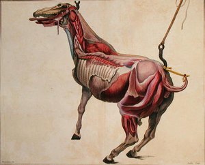 जुइलेट द्वारा उकेरी गई फिलिप-एटिने लाफोस (1738-1820) द्वारा 'कोर्स डी'हिप्पियाट्रिक या ट्रेइट कंपलेट डे ला मेडिसिन डेस चेवॉक्स' से फ्लेयड हॉर्स द्वारा (बाद) हरगुइनियर