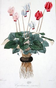 साइक्लेमेन, डेब्रे द्वारा उकेरा गया (रंग लिथो) द्वारा ए। (बाद में) फगुएट