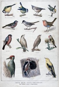 कृषि में उपयोगी पक्षी, 1896 द्वारा एक क्लेमेंट